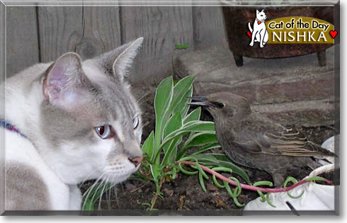 Nishka, the Cat of the Day