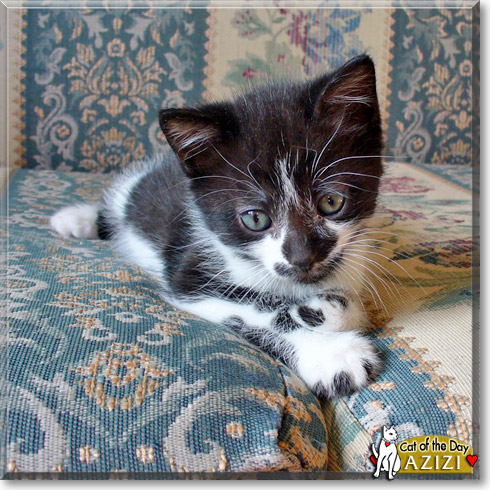 Azizi, the Cat of the Day