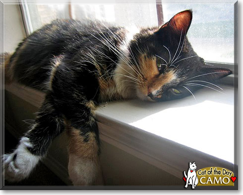 Camo, the Cat of the Day