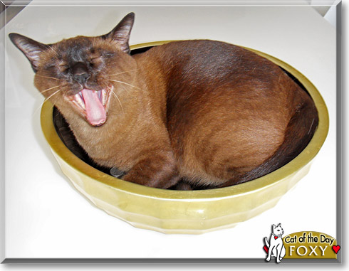 Foxy, the Cat of the Day