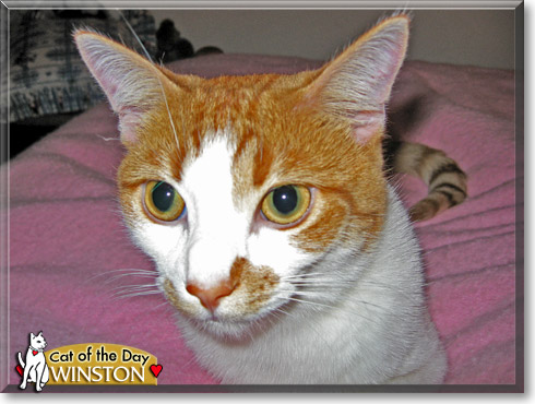 Winston, the Cat of the Day