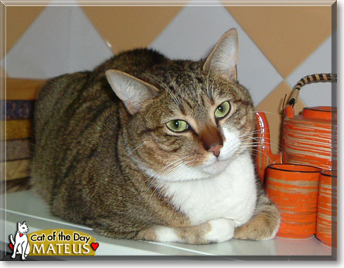 Mateus, the Cat of the Day