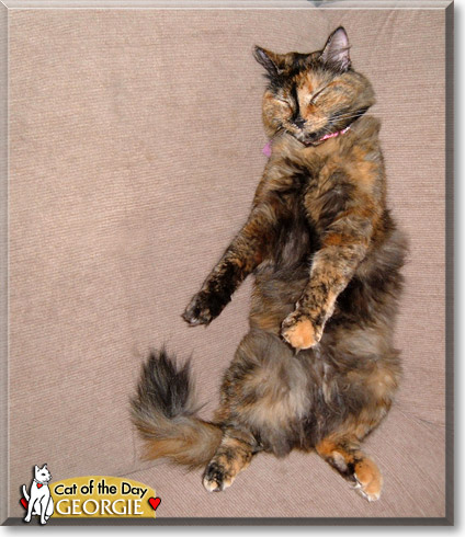 Georgie, the Cat of the Day Georgie, the Cat of the Day