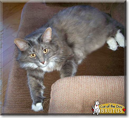 Brutus, the Cat of the Day