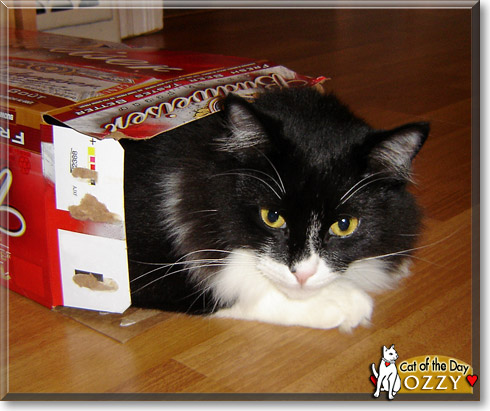 Ozzy, the Cat of the Day
