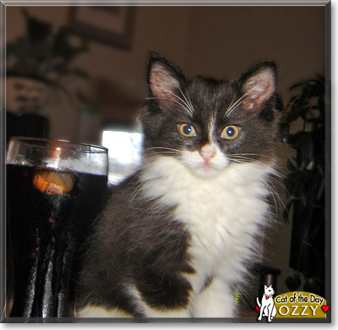 Ozzy, the Cat of the Day