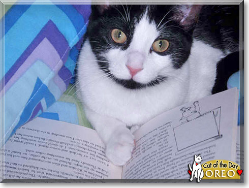 Oreo, the Cat of the Day