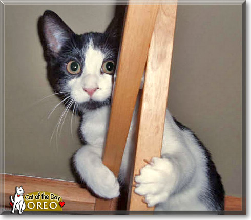 Oreo, the Cat of the Day