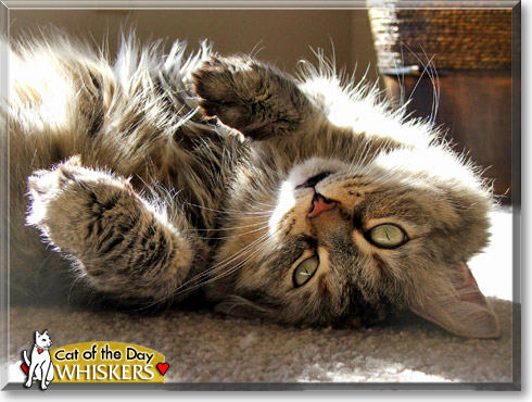 Whiskers, the Cat of the Day