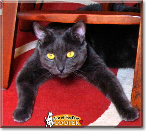 Cooper, the Cat of the Day