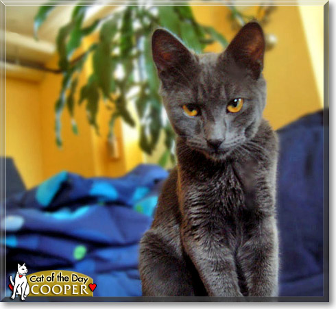 Cooper, the Cat of the Day