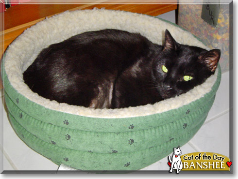 Banshee, the Cat of the Day