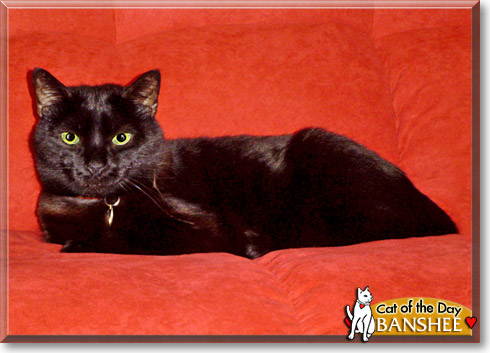 Banshee, the Cat of the Day