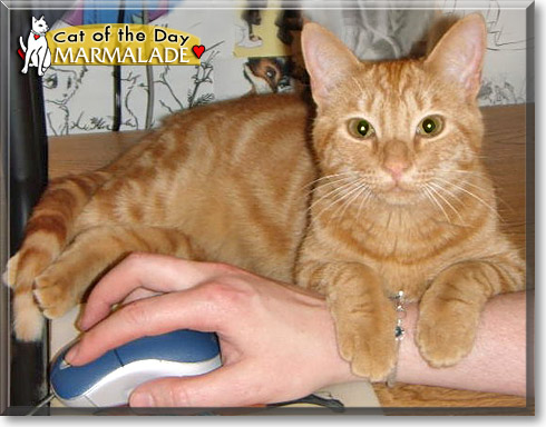 Marmalade, the Cat of the Day