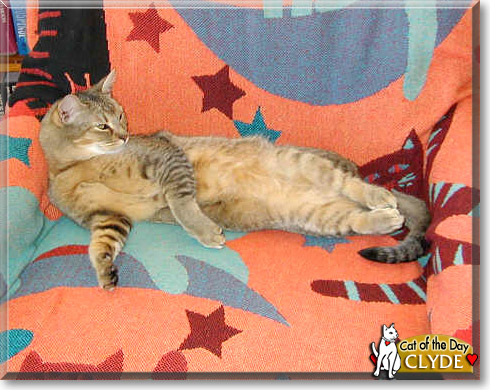 Clyde, the Cat of the Day