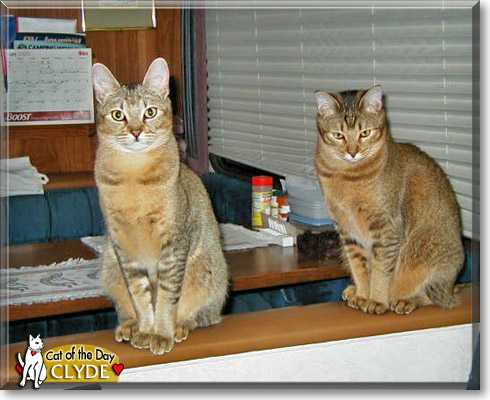 Clyde, the Cat of the Day