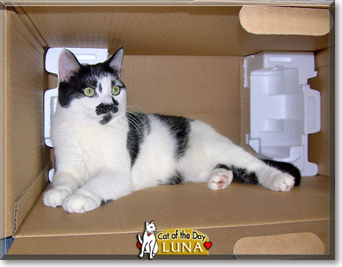 Luna, the Cat of the Day
