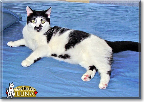 Luna, the Cat of the Day