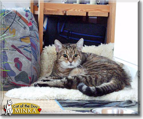 Minka, the Cat of the Day