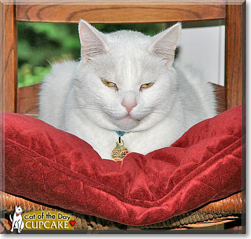 Cupcake, the Cat of the Day