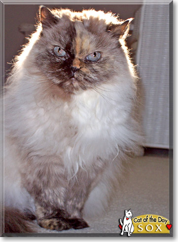 Sox, the Cat of the Day