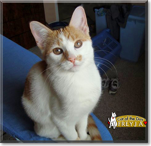 Freyja, the Cat of the Day