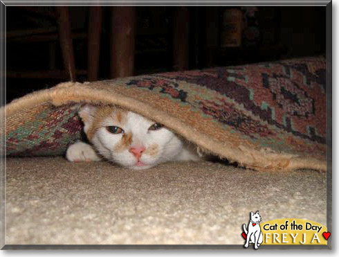Freyja, the Cat of the Day