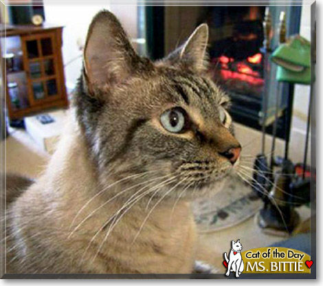 Ms. Bittie, the Cat of the Day