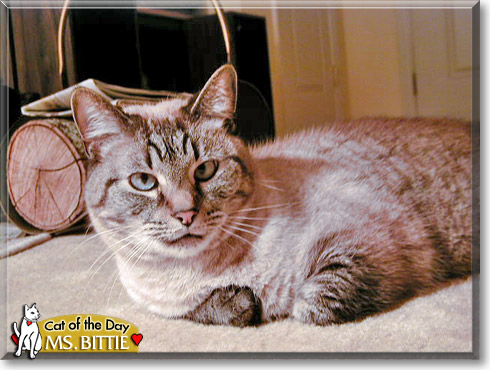 Freyja, the Cat of the Day