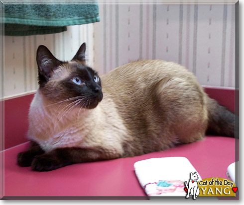 Yang, the Cat of the Day