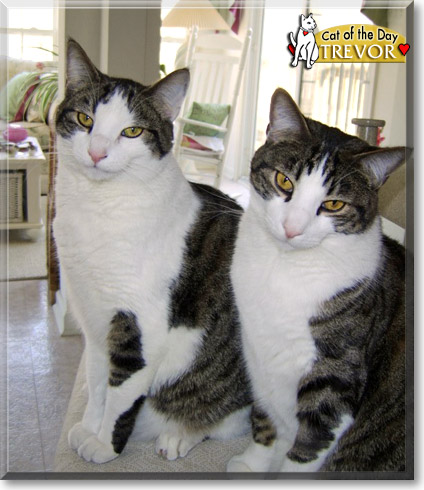 Trevor, the Cat of the Day