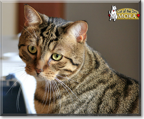 Moka, the Cat of the Day