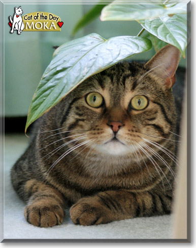 Moka, the Cat of the Day Moka, the Cat of the Day