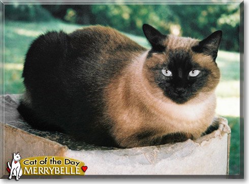 Merrybelle, the Cat of the Day