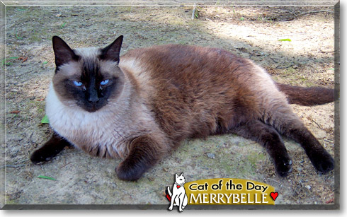 Merrybelle, the Cat of the Day Merrybelle, the Cat of the Day