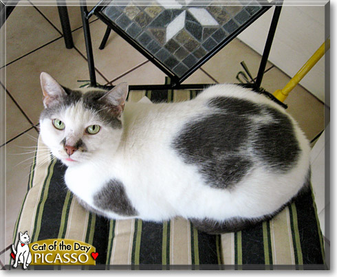 Picasso, the Cat of the Day