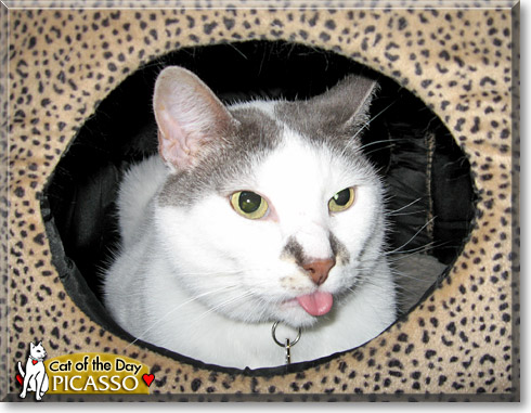 Picasso, the Cat of the Day Picasso, the Cat of the Day
