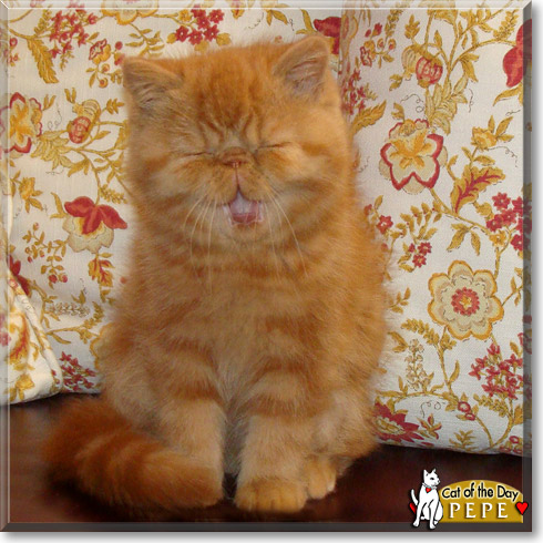 Pepe, the Cat of the Day