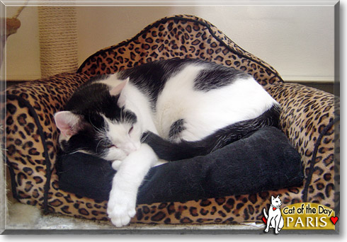 Paris, the Cat of the Day Paris, the Cat of the Day