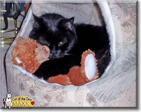 Maxx, the Cat of the Day