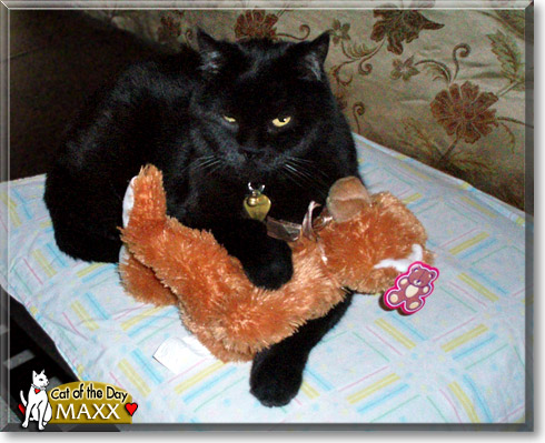 Maxx, the Cat of the Day Maxx, the Cat of the Day