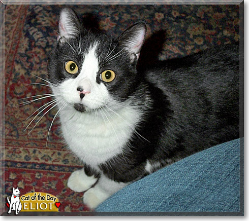 Eliot, the Cat of the Day