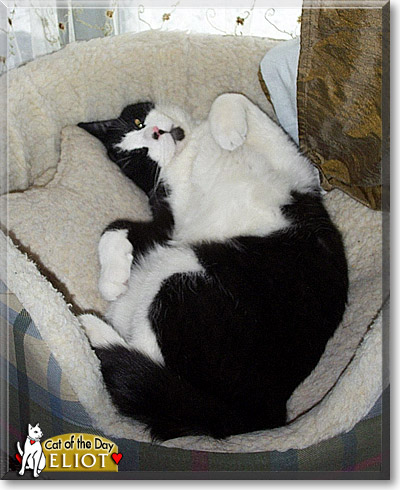 Eliot, the Cat of the Day Eliot, the Cat of the Day