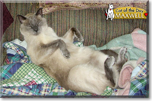 Maxwell, the Cat of the Day