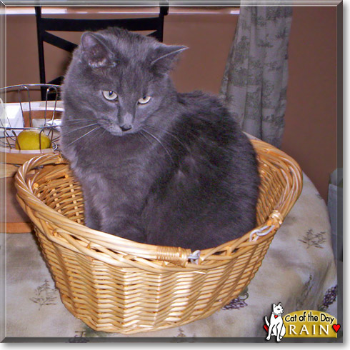 Rain, the Cat of the Day