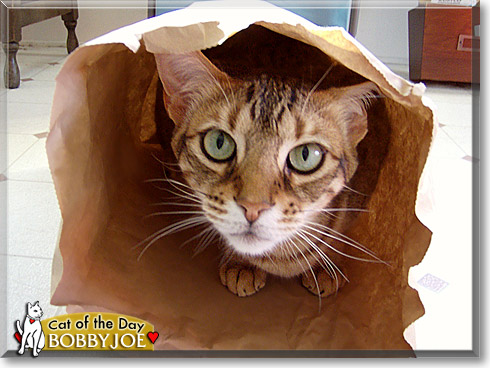 Bobby Joe, the Cat of the Day