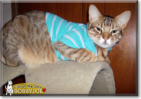 Bobby Joe, the Cat of the Day Bobby Joe, the Cat of the Day