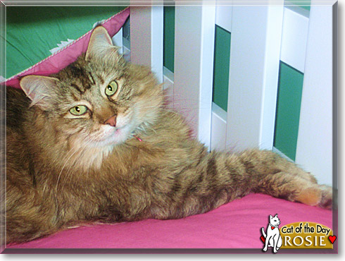 Rosie, the Cat of the Day