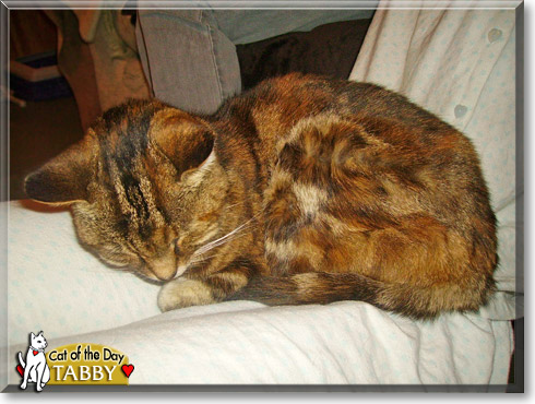 Tabby, the Cat of the Day