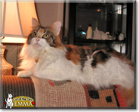 Emma, the Cat of the Day